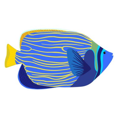 Emperor angelfish cartoon isolated illustration. Pomacanthus imperator clipart