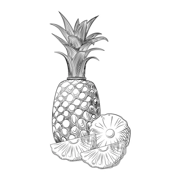 Bosquejo de fruta de piña. Trozos de piña. Frutas tropicales exóticas . — Vector de stock