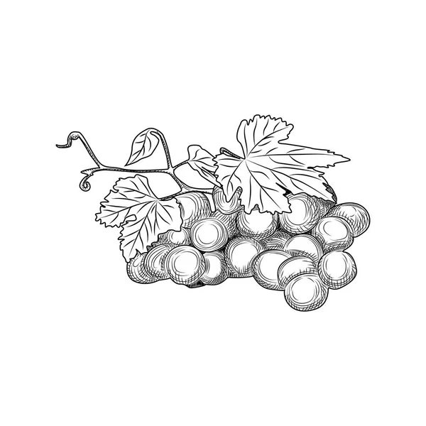 Manojos y hojas de uva dibujados a mano. Estilo de grabado . — Archivo Imágenes Vectoriales