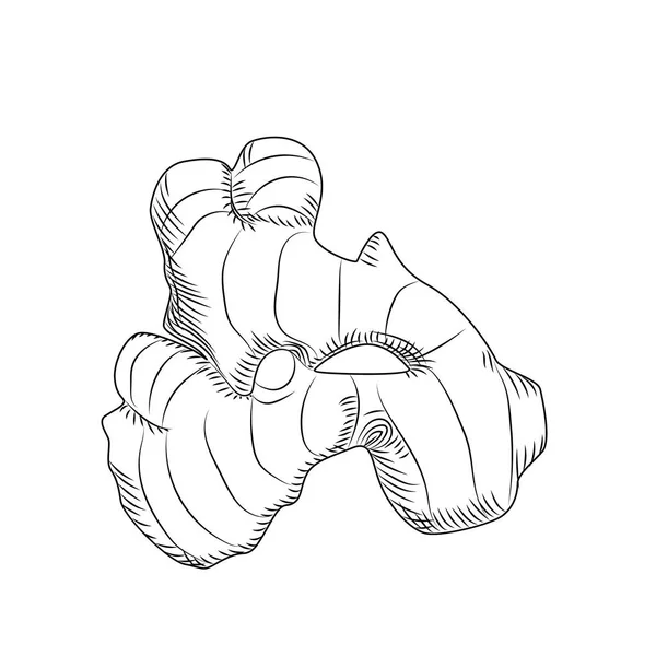 Racine de gingembre dessinée à la main isolée sur fond blanc . — Image vectorielle