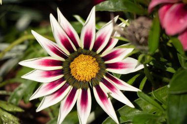 Gazania kırmızı beyaza yakın çekim yaprak. Doğal yaprakları ile bir çayır üzerinde yeşil yaprakları ile büyük güzel çiçek.