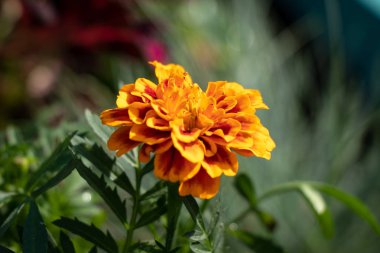 Tagetes patula kırmızı, bir yaz çiçek bahçesinde yakın çekim. Büyük yeşil çiçek yaprakları, doğal petal