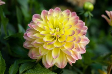 Dahlia yakın çekim. Sarı-leylak yaz çiçek bahçesinde. Büyük çiçek bir, doğal petal