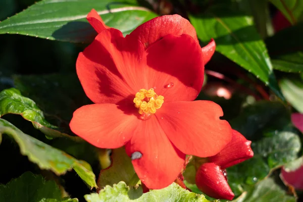 Rosa Arkansan Vértes Piros Nyári Virág Kertben Egy Csepp Víz — Stock Fotó