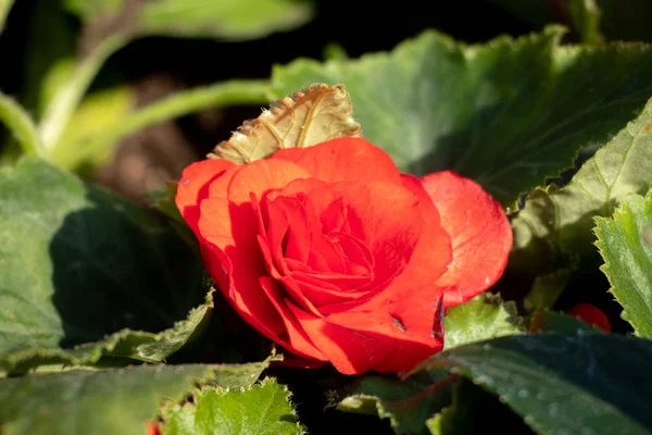 Floribunda Közelről Piros Nyári Virág Kertben Zöld Levelek — Stock Fotó