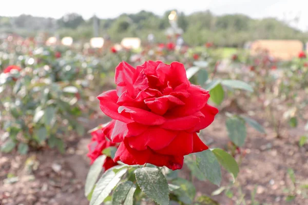 Red Rose Bud Close Flower Park Beautiful View Summer Field — Stock Photo, Image