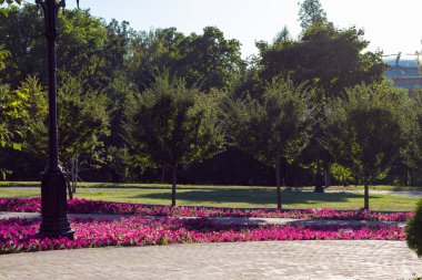 Kırmızı çiçekli parkta taş kaldırım. Çiçekler flowerbed yanındaki elektrik direği. Mavi gökyüzünde yeşil küçük ağaçlar.