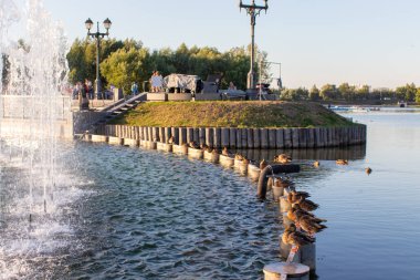 Ördek suya oturuyorsun. Birçok ördek çitin kenarında oturmak. Yeşil ot ve su birikintisi ahşap bir çit ile bir ada. Mavi yaz göğün.