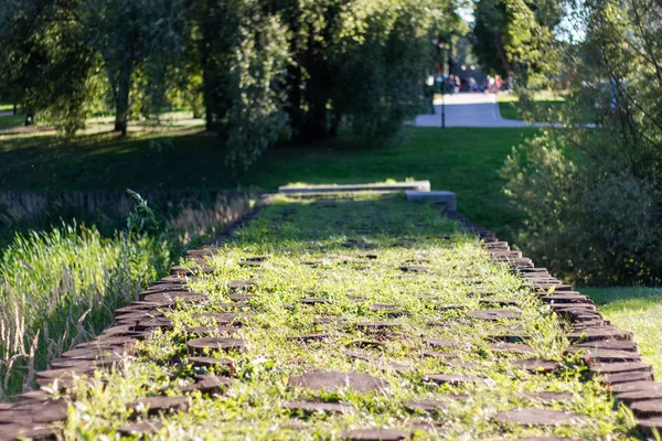 Sendero Está Cubierto Troncos Madera Cubiertos Hierba Fondo Árboles Caminos — Foto de Stock