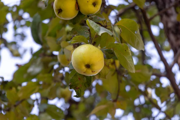 Several bright yellow apples in green foliage. Juicy apple closeup. Apple tree with ripe fruit. Healthy food.