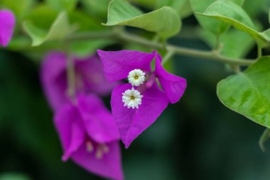 Mor Begonvil çiçeği. Güzel yaprakları büyük dibekler ile. Yeşil yaprakları makro çekim.