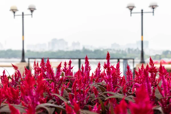 Büyük pembe çiçek mor mor. Nehir ve setin arka plan üzerinde. Doğada pembe çiçekler çalılar. Makro fotoğrafçılık bir terry çiçek, yeşil yaprakları.