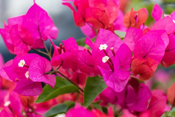 Rózsaszín Bougainvillea Virág Virág Polárszűrő Zöld Levelek Nagy Megtör Virág — Stock Fotó