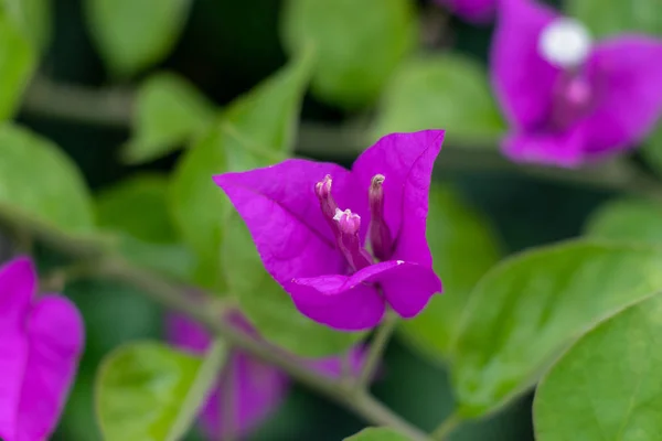 Purple bougainvillea flower. Beautiful leaves with large pestles. Green leaves macro shot.