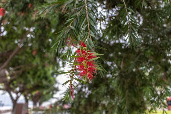 Piros Virág Callistemon Kemény Virág Polárszűrő Zöld Levelek Gyapjas Virág — Stock Fotó