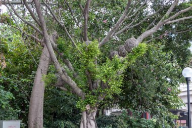 Büyük ağaç parkta. Ağaçta kuş yuva üzerinden dalları vardır. Yeşil yeşillik, kalın ahşap, lamba siyah.