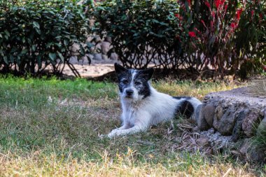 Eski gri köpek çim üzerinde yalan. Hayvan yeşil çalılar yakınındaki. Siyah ve beyaz dog Head'a, dört gözle.