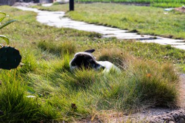 Eski bir gri saçlı beyaz köpek çim üzerinde uyuyor. Hayvan kıvrılmış. Baş çimenlerde gizlidir.