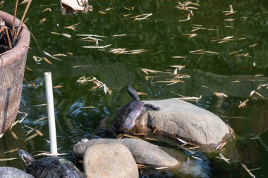 Taşa tadını çıkarma kaplumbağalar grubu. Yapay bir rezervuar ve yalanlar üzerine bir taş, sudan kaplumbağa var güneşin altında basks. Bir hayvan Close-up.
