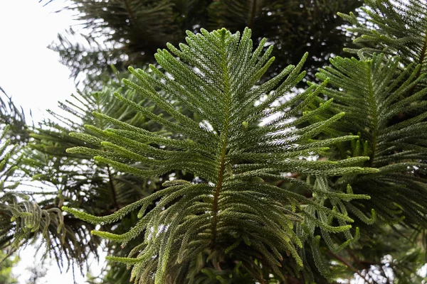 绿色针叶树树枝 毛茸茸的树枝关闭 小的软蓬松的针头 — 图库照片