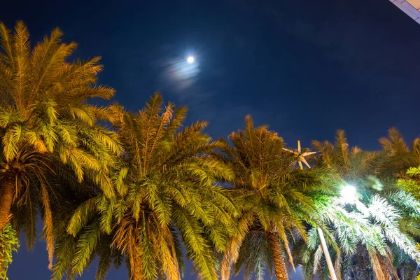 Palm trees at night against the sky. Green palm leaves. Dark sky with the moon.