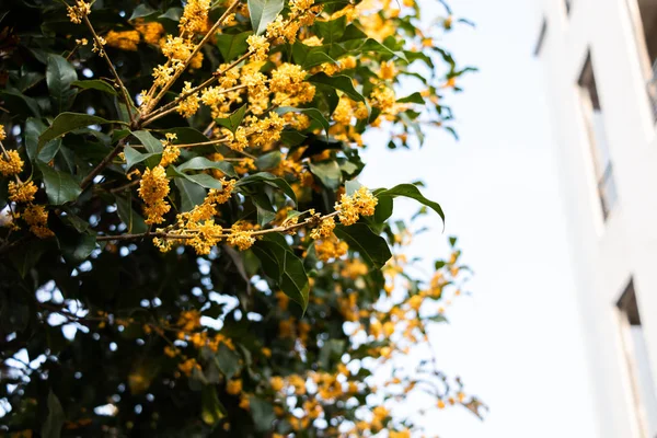 Árbol Tropical Verde Con Flores Amarillas Flor Dorada Perfumada Osmanthus — Foto de Stock