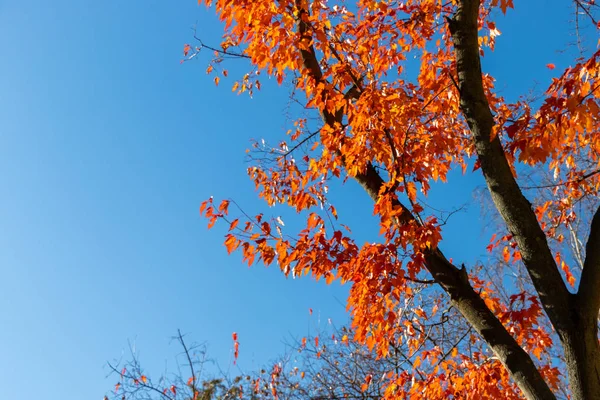 Autumn, tree with orange leaves against the blue sky. Red leaves on a tree. Blue clear sky.