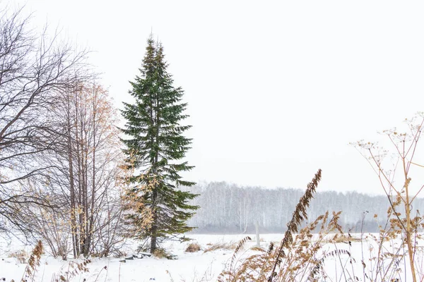An einem frostig schönen Tag sind magische Bäume mit weißem, flauschigem Schnee vor der magischen Winterlandschaft bedeckt. Landschaft für die Touristen. — Stockfoto