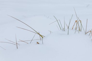 SAP sarı renk kurutulmuş çim yakın çekim kar yapışmasını. Kış frost kar yağışı, çim karda.