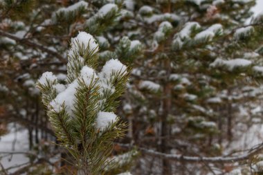 Kar ile yeşil iğne yapraklı dal yakın çekim. Kış Güzellik ile arka plan bulanık. Ladin dalda kar düşüyor.