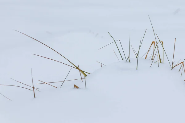 Sticking of snow stalks of a dried grass of yellow color close up. Winter frost snowfall, grass in the snow.