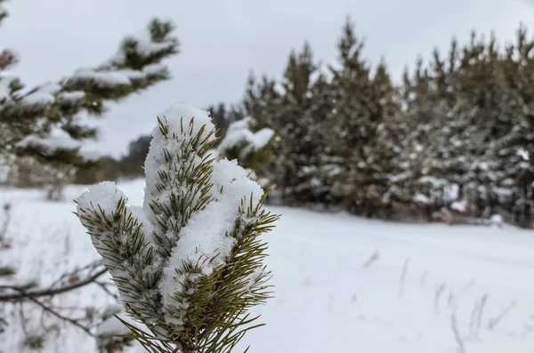Ramo Conífero Verde Close Com Neve Beleza Inverno Com Fundo — Fotografia de Stock