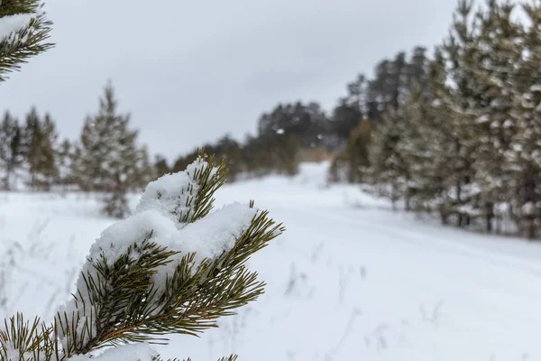 Rama Verde Coníferas Primer Plano Con Nieve Belleza Invernal Con — Foto de Stock