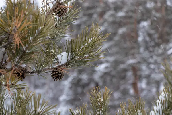 Green branch with cones close-up with snow. Winter beauty with a blurred background. Snow falls on a branch of spruce. Brown fir cones.