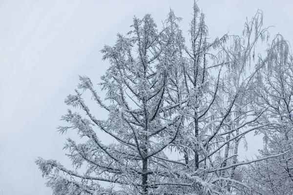 Ramitas Árbol Nieve Invierno Cayendo Nieve Esponjosa Árbol Una Gruesa — Foto de Stock