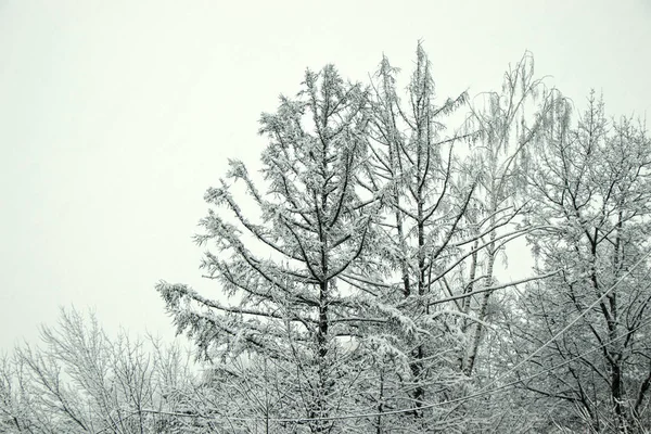 Ramas Árboles Nieve Esponjosa Invierno Cayendo Nieve Esponjosa Árbol Una —  Fotos de Stock