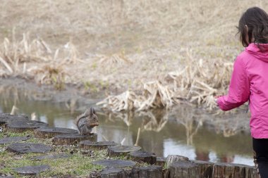 Bir kız bir sincabı tahta kütüklerle çimenlikte besler. Kahverengi kemirgen fındık yiyor.