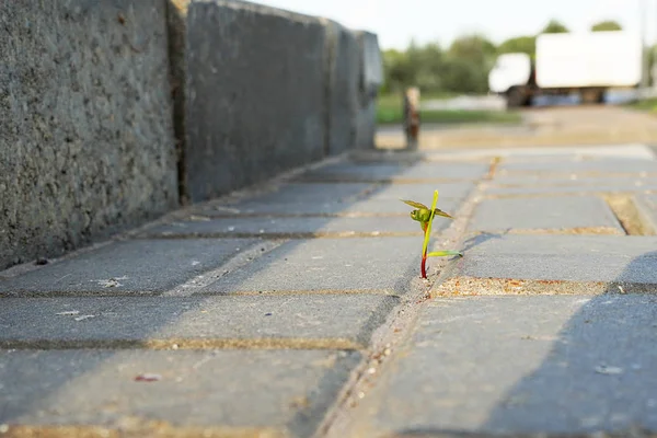 Çim filizi asfalttan geçer. Genç bir ateş beton ile tatili. 