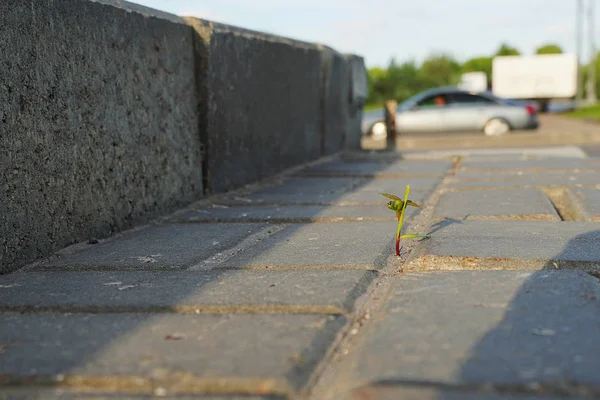 Brote de hierba hace su camino a través de asfalto. Un joven brote atraviesa el hormigón . —  Fotos de Stock