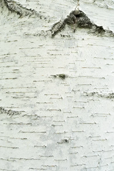 Texture d'écorce de bouleau naturel. Bouleau blanc avec des rayures noires et un nœud. La structure de l'arbre gros plan . — Photo