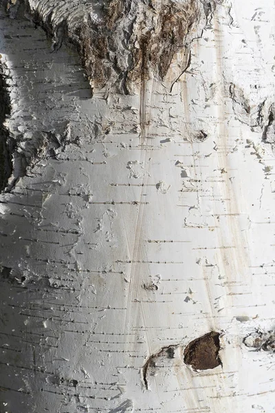 Doğal huş kabuğu dokusu. Siyah çizgili ve düğümlü beyaz huş ağacı. Hasarlı kabuğu ile ağacın yakın çekim yapısı. — Stok fotoğraf