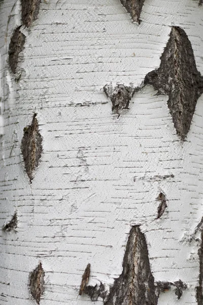 Textura přírodního břízova kůry. Bílý březový strom s černými pruhy a uzly na povrchu. Struktura maskování stromů. — Stock fotografie