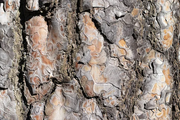 Přírodní borovice. Jedle hnědá barva je blízko. Pozadí kůry stromů v lese — Stock fotografie