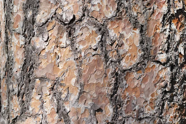 Přírodní borovice. Jedle hnědá barva je blízko. Kůra stromu pozadí v lese. — Stock fotografie