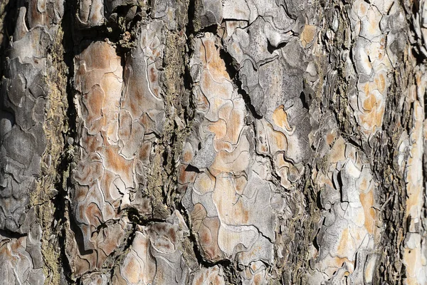 Doku doğal kabuğu ladin. Ağaç çam kahverengi renk closeup. Ormanda arka plan ağaç kabuğu. — Stok fotoğraf