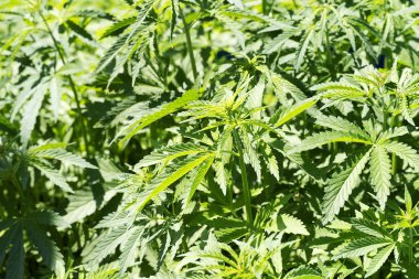 Herb tıbbi marihuana doğada yetişir. Kenevir yeşil yapraklarla yakın. Güneş altında büyüyen kenevir.