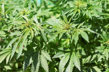 Yeşil çimenler marihuana yetiştiriyorlar. Esrarın tıbbi görünümü yakından. Büyüyen kenevir.