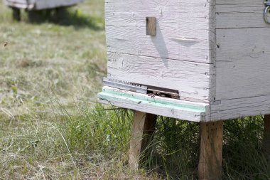 Arılar beyaz bir arı kovanına uçar ve bal toplar. Apiary'de Beyaz Saray arı. Kovanın girişi. Arıcılık doğal bal.