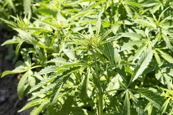 Mmarijuana yabani ot doğada yetişir. Kenevir yakın yaprakları. Güneş altında büyüyen yeşil kenevir.