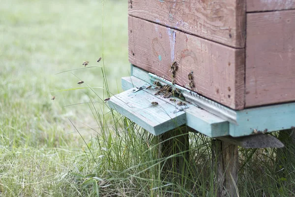 Arılar bal toplamak için kovana uçarlar. Apiary'deki arı evi. Arıcılık doğal bal.